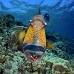 triggerfish_titan_bro_b_ni_v_0612_egy1087.jpg